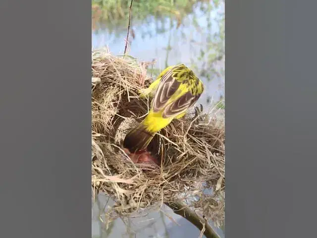 Video thumbnail for Sparrow Golden Bird #Egg citing #Ornithology #Nature #Biodiversity #Eggception