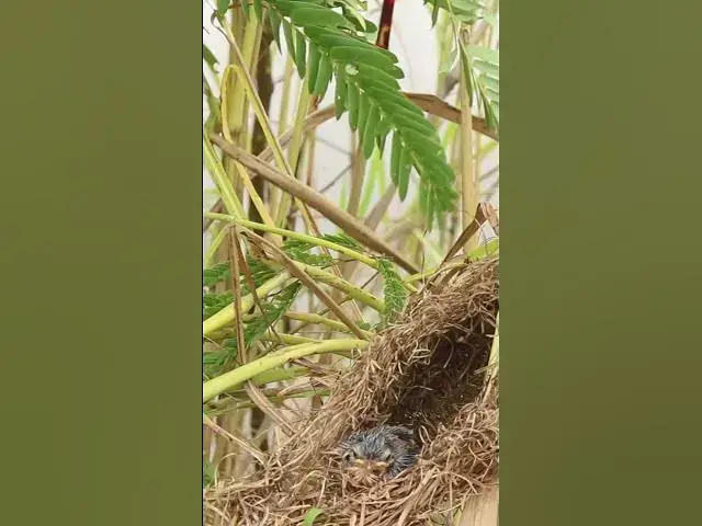 Video thumbnail for Top Sigle Wiating Bird Feed  #birds #nature #shortvideo #viralvideo #birds #farming #wildlife