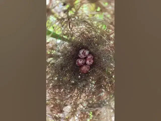 Video thumbnail for Egg Bird Growth  #wildbirdlife #birdnest #birdlifeoutdoors #animal #wildlife #birdlife #bird #bird