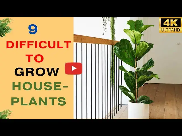 'Video thumbnail for 9 Difficult to Grow Houseplants That Are Worth The Fuss'