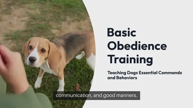 Video thumbnail for Basic Obedience Training
