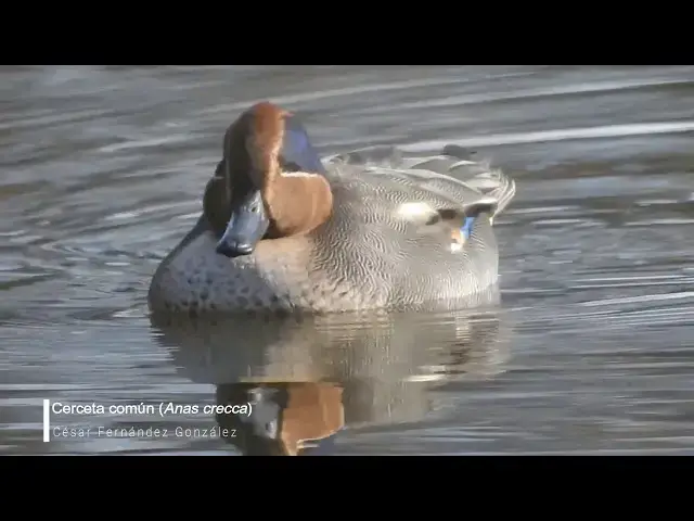 Video thumbnail for Cerceta común (Anas crecca)