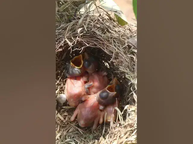 Video thumbnail for Widl Babies Bird on Nest