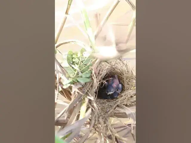 Video thumbnail for Mother Bgrown bitd feeding EP#083 #birdslover #birdwatch #wildlife #nature #birds #A