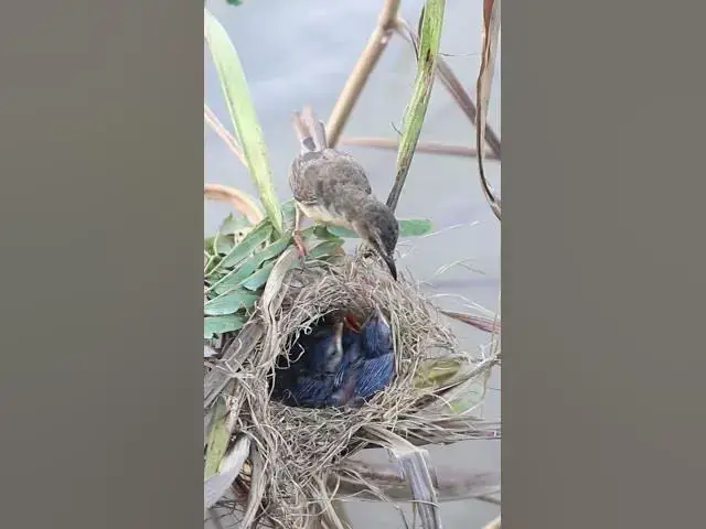 Video thumbnail for Babies Grown Bird Feed  #Babies  #Nesting #BirdBehavior #BirdWatching #NatureLovers #Wildlife #BirdL