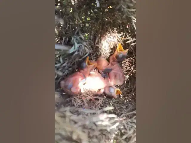 Video thumbnail for bird waiting to be fed in nest  #birds #nest #birdhome #birdnest #birdslover #birdshelter #bird