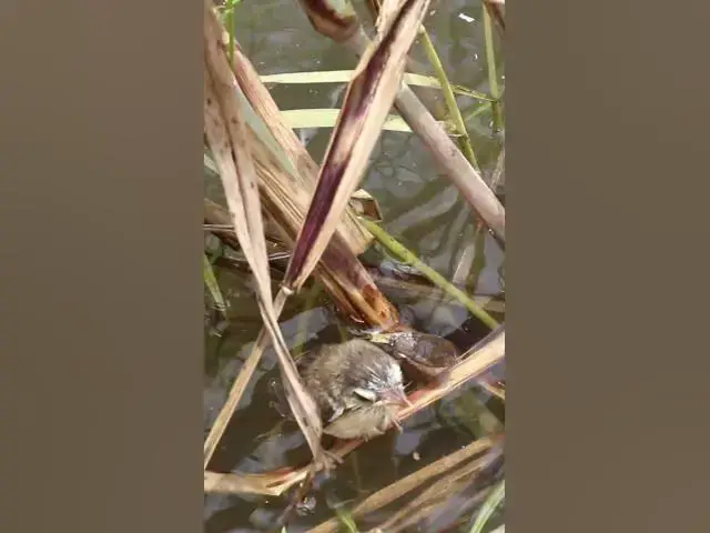 Video thumbnail for Babies Grown Bird Try Flies  #birds #nature #shortvideo #viralvideo #birds #farming #wildlife