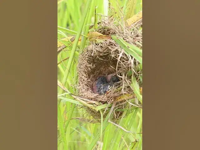 Video thumbnail for Bird Babies in Nest  #birdwatching #birdspotting #nature #birdslover #birds #birdkids #birdparent
