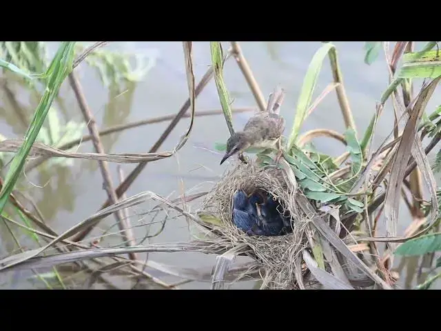Video thumbnail for Nurturing Nature: The Amazing Cycle of a Bird's Development and Feeding in the Nest  @ViralBirdNest