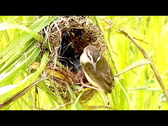Video thumbnail for Avian Appetites: Exploring the Fascinating World of Bird Parenting #BirdsLover #BI  @ViralBirdNest