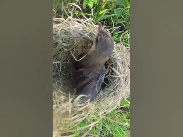 Video thumbnail for Bird Grown Try Fly From Nest #Female #Golden #Feed #Baby #Nest #Start #Results  #birdhome #nature