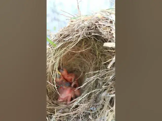 Video thumbnail for Top Golden Sparrow Bird #Egg citing #Ornithology #Nature #Biodiversity #Eggception #birdmest