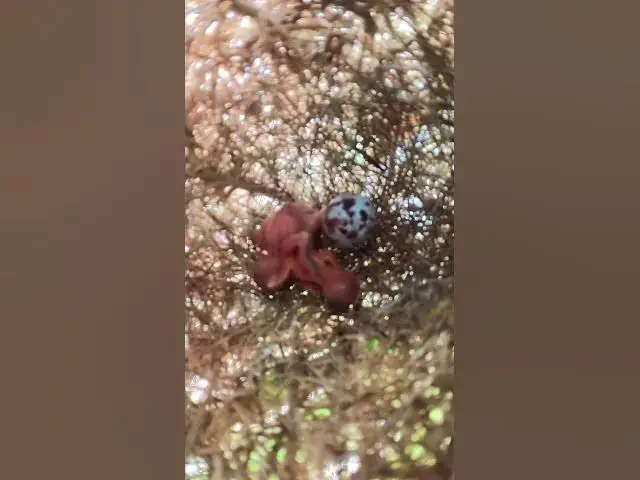 Video thumbnail for Cute of Babies Bird nest  #wildbirdlife #birdnest #nature #birdlifeoutdoors #animal #wildlife