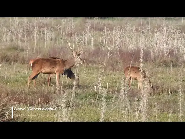 Video thumbnail for Ciervo (Cervus elaphus)