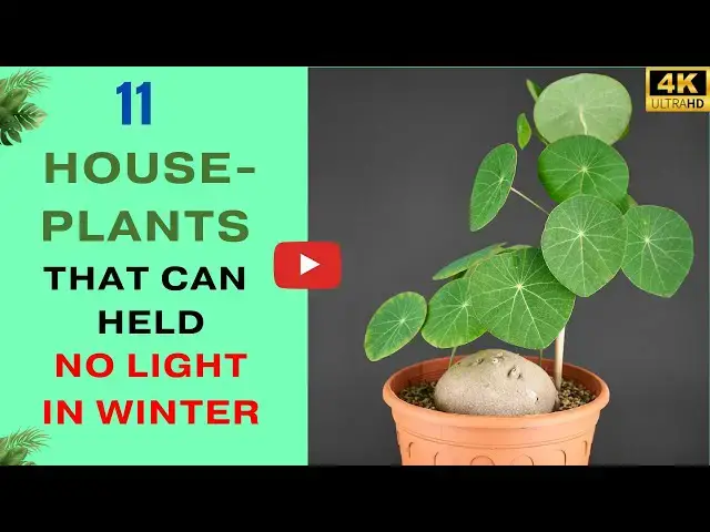 'Video thumbnail for 11 Houseplants That Can Handle Almost No Light in Winter'