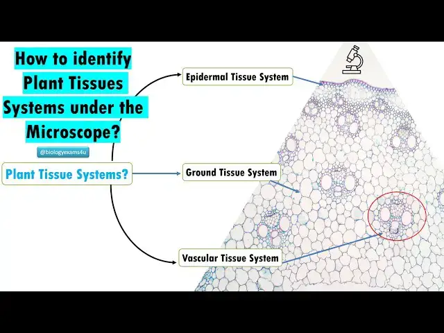 Video thumbnail for How to Identify 3 Plant Tissue Systems Under Microscope?