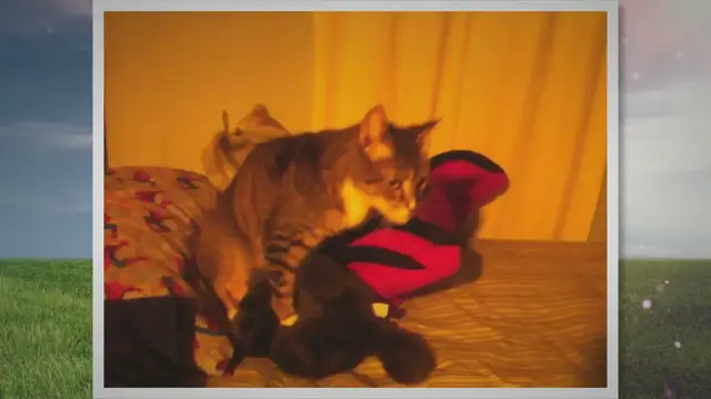 Video thumbnail for My Cat Gets Erect When He Kneads