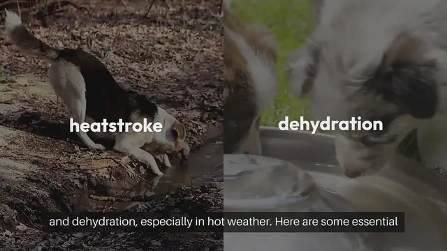 Video thumbnail for Pet Heat Safety Tips