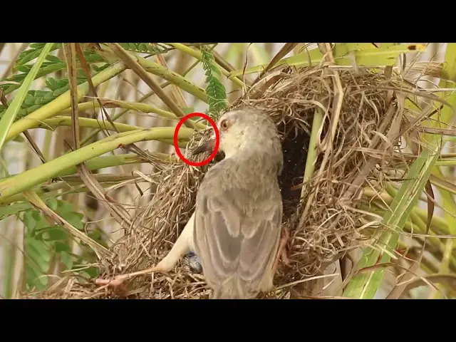 Video thumbnail for Top Morther Grown Bird Catch Insect Eat in Nest Everydays  @ViralBirdNest