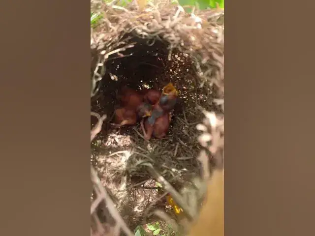 Video thumbnail for baby bird waiting to be fed  #birds #nest #birdhome #birdnest #birdslover #birdshelter #birdsounds