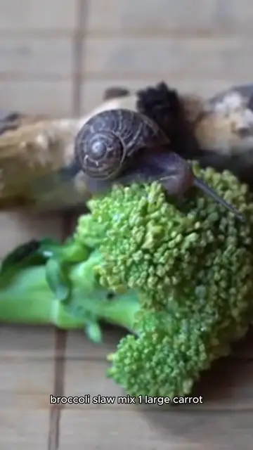 Video thumbnail for broccoli slaw recipe