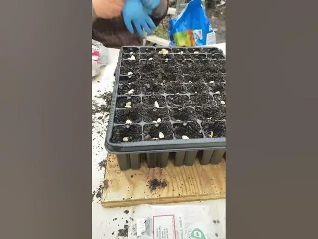 Video thumbnail for Getting seedlings started in our greenhouse this spring #Seedlings #Gardening #Greenhouse #Planting
