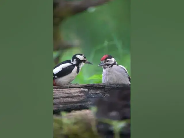 Video thumbnail for Woodpecker Ballet — A Slow-Motion Duet in 4K