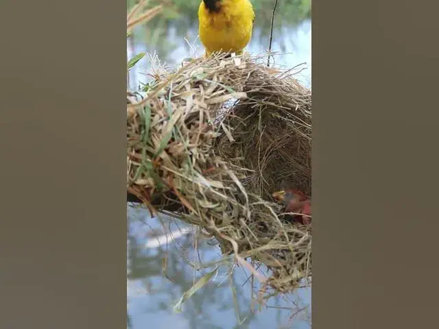 Video thumbnail for Male Yellow Bird Spattow  #birdhome #birdnestandbaby  #nest #birds #birdnest #wildlife  #nature #bab