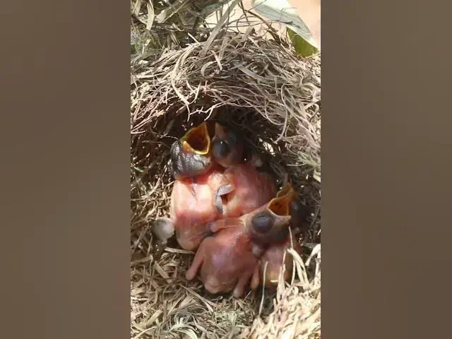 Video thumbnail for Top  Widl Babies Bird on Nest