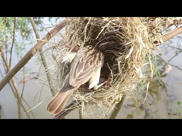 Video thumbnail for Adorable Female Golden Retriever Feeds Her Baby in a Beautiful Field