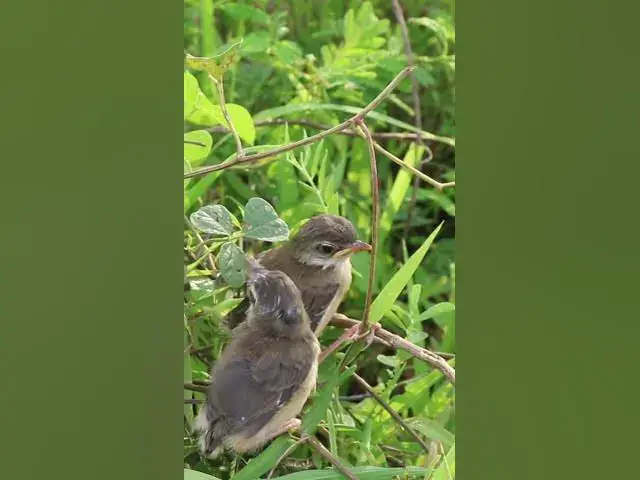 Video thumbnail for #Topbird #birds #beautifulbird #nature #birdspecies #shorts #trendingshorts #viralshort