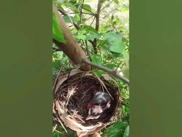 Video thumbnail for #birds #reactions#ai #nature #beautiful #creativity is a habbit#chiks #@bird #@birdlife