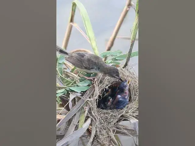 Video thumbnail for Mother Bird Feeding In Nest  #Babies  #Nesting #BirdBehavior #BirdWatching #NatureLovers #Wildlife #