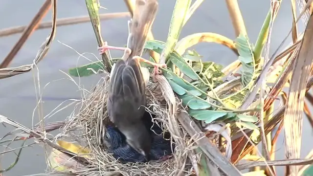Video thumbnail for #birdspotting #bird #birds #catchbird #birdchirping #widlbird #viralbird #birds