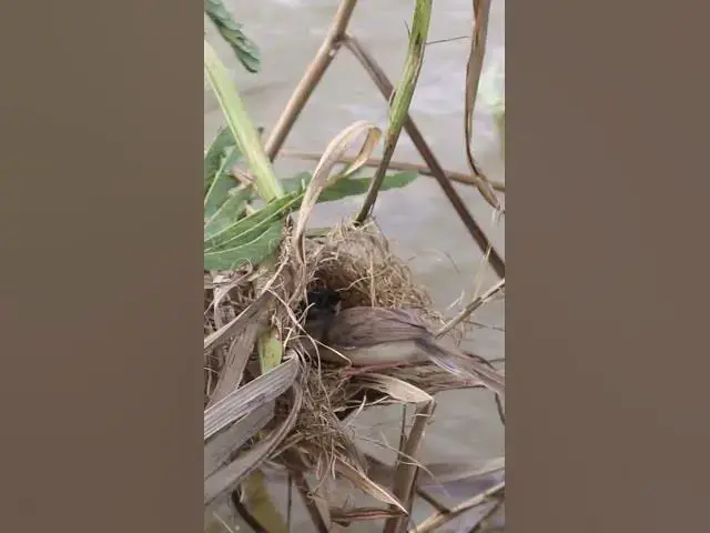Video thumbnail for Babies Bird Eat  #birdwatching #birdspotting #nature #birdslover #birds #birdkids #birdparent