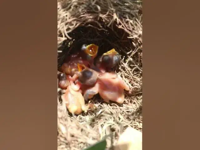 Video thumbnail for Top Baby Golden Sparrow #Egg citing #Ornithology #Nature #Biodiversity #Eggception #birdmest