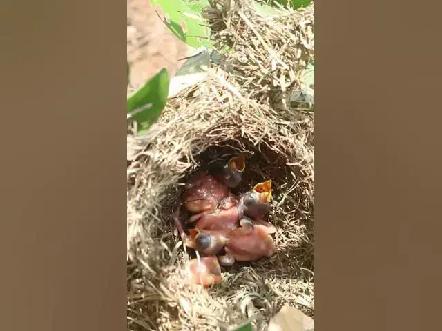 Video thumbnail for Golden Bird Sparrow #Female #Golden #Feed #Baby #Nest #Start #Results  #birdhome #nature