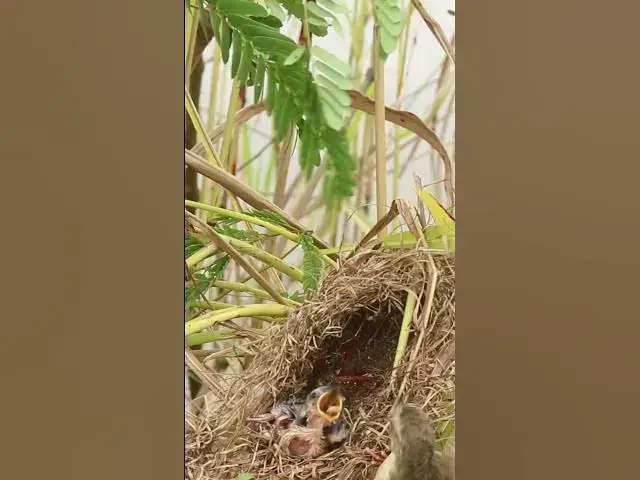 Video thumbnail for Sigle Wiating Bird Feed in Nest  #birds #nature #shortvideo #viralvideo #birds #farming #wildlife