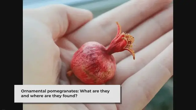 'Video thumbnail for Top 15 Facts about Ornamental Pomegranates - Top 15'