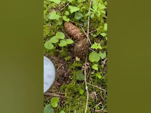 Video thumbnail for So excited to find my first morel of the year in the mountains of the PNW!