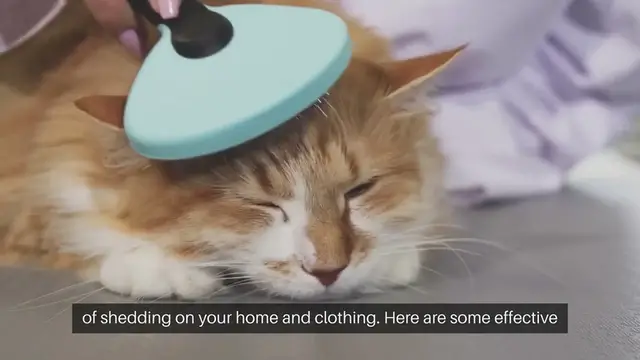 Video thumbnail for Coping with Cat Shedding