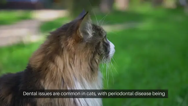 Video thumbnail for Cat Dental Health Products