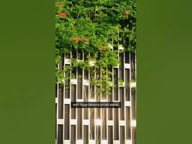 Video thumbnail for Rose Varieties Showcase From Miniatures #FlowerLovers #GardenInspiration #RoseVarieties