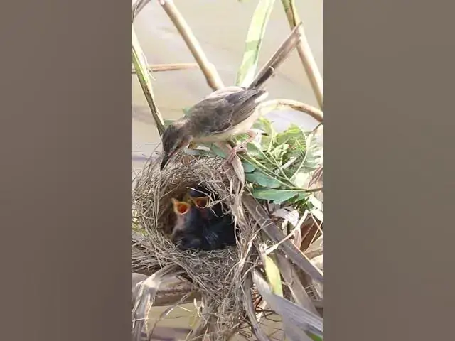 Video thumbnail for [ EP#172 ]  Baby cuckoo bird is trying to eat in nest #shorts #birdslover #birds #birdsounds