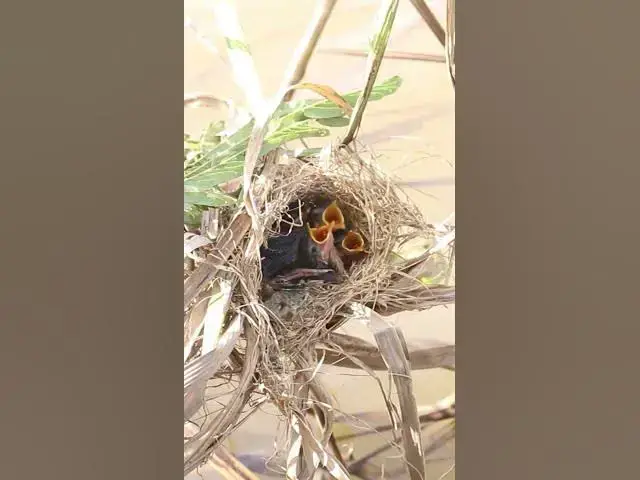 Video thumbnail for Mother Bgrown bitd feeding EP#0836#birdslover #birdwatch #wildlife #nature #birds #A