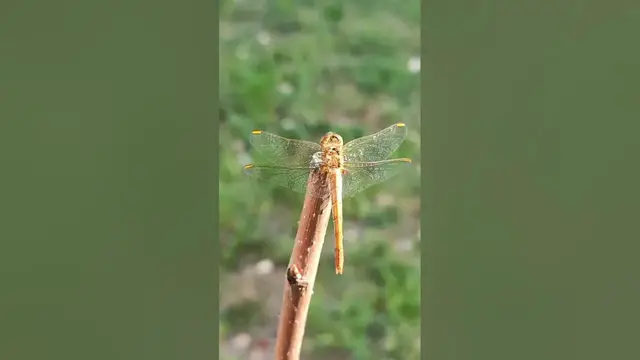 Video thumbnail for Sweet dragonfly😍😘🥰#shorts