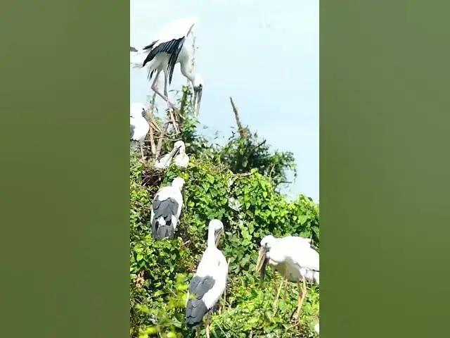 Video thumbnail for White Bird Cries