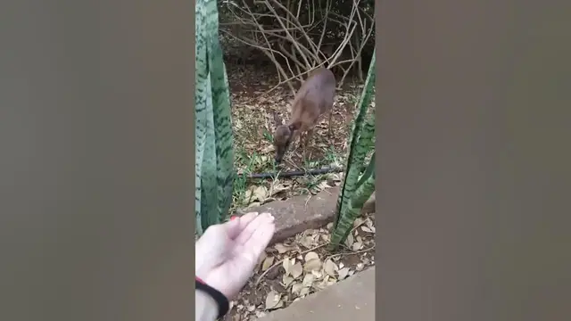 Video thumbnail for What Do Fawns (Baby Deer) Eat?