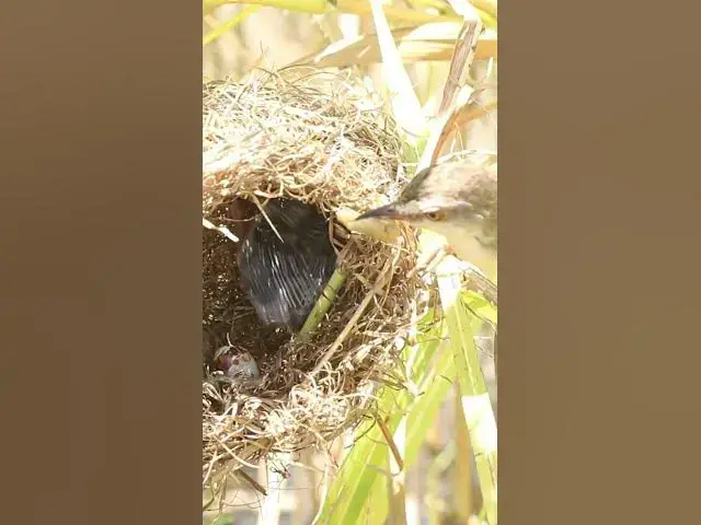 Video thumbnail for Top Activity Babbies Bird In Nest #birds #nature #shortvideo #viralvideo #birds #farming #wild