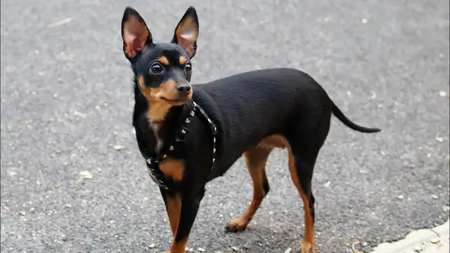 Video thumbnail for Prague Ratter Dog Breed: Pros & Cons